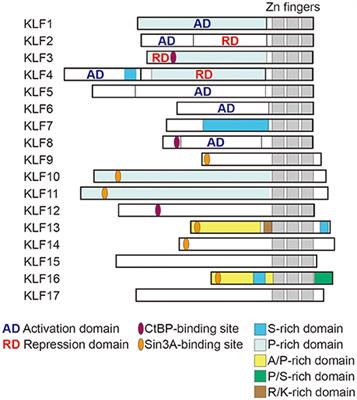 Krüppel-Like Factors in Metabolic Homeostasis and Cardiometabolic Disease